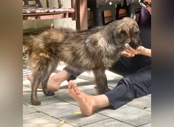 Ronja – kleine Kämpferin sucht ihr Happy End