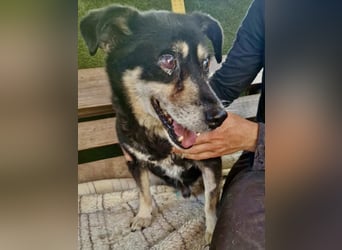 Collin – blinder Senior kämpft im Shelter ums Durchhalten