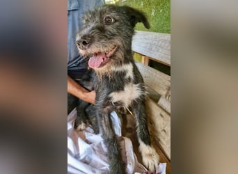Luna sucht einen Ort zum Ankommen