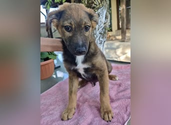 Mogli – kleines Wunder sucht seine Familie