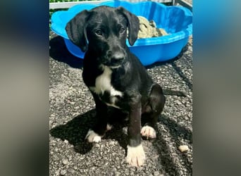 Cupcake – kleiner Glückspilz sucht seine Familie