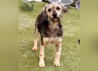 Candy – sanfte Schmusemaus sucht ihr Happy End
