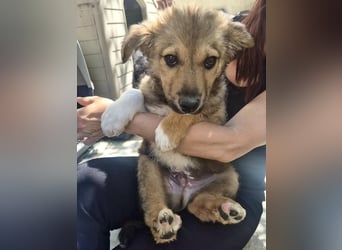 Oli, kleiner Herzensjunge sucht sein großes Glück