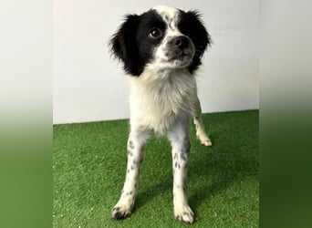 Zierlicher Junghund Merlin