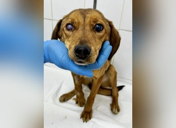 Tapfere Poppy sucht ihr Glück