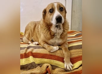 Sanfter Hundeopi Rex