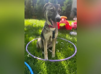 Arco - Ein besonderer Hundejunge wartet auf seine Familie