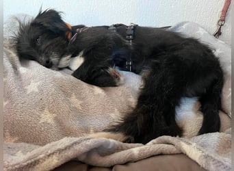 Unkomplizierter Welpe Miro kennt schon Kinder, Katzen und Pferde