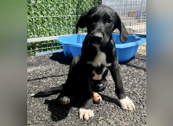 Cupcake – kleiner Glückspilz sucht seine Familie