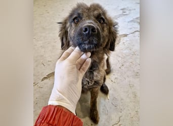 Sanfte Pfötchengeberin Yuki