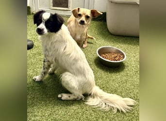 Zierlicher Junghund Merlin