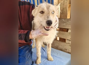 Mara, Schönheit mit zweifarbigem Blick