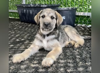 Luke – kleiner Überlebenskünstler sucht sein Glück