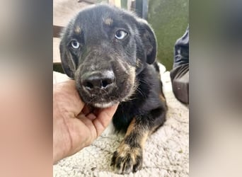 Bobby – junger Hundebub sucht liebevolle Menschen
