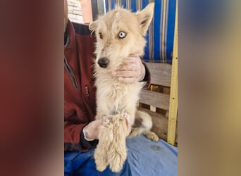 Mara, Schönheit mit zweifarbigem Blick