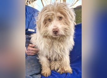 Todtrauriger Boomer auf der Suche nach Glück