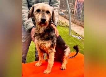 Candy – sanfte Schmusemaus sucht ihr Happy End