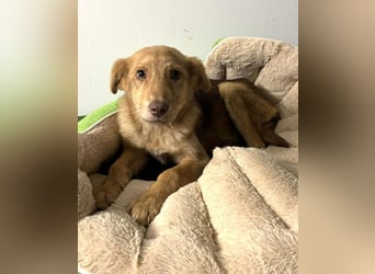 Bildhübsches Welpenmädchen Lumi