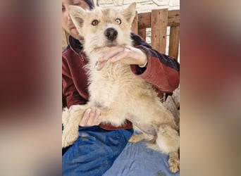 Mara, Schönheit mit zweifarbigem Blick