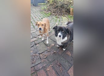 Gnadenplatz für Max gesucht