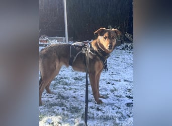 Sanfte Seele Jessy sucht ihr Für-immer-Zuhause