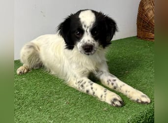 Zierlicher Junghund Merlin