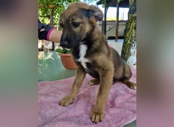 Mogli – kleines Wunder sucht seine Familie