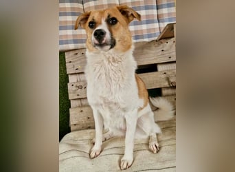 Sanfte Trixi sucht ihre Menschen