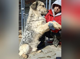 Schmusiger, verspielter Cisco