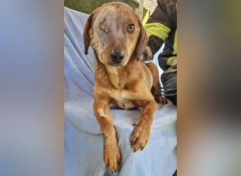 Tapfere Poppy sucht ihr Glück