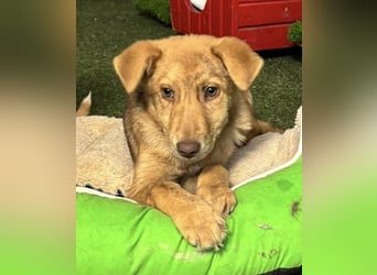 Bildhübsches Welpenmädchen Lumi