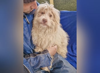 Todtrauriger Boomer auf der Suche nach Glück