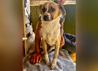 Romy, sanfte Schmusemaus sucht ihre Familie