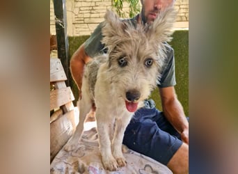 Fibi, bildhübsches Welpenmädchen sucht ihre Familie