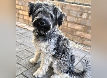 Coco (ehem. Joy) – fröhliche Junghündin sucht aktive Menschen