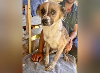 Romy, sanfte Schmusemaus sucht ihre Familie