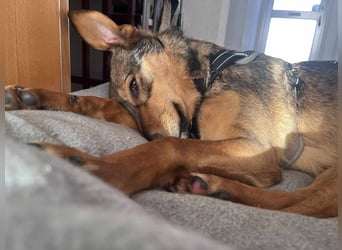 Sanfte Seele Jessy sucht ihr Für-immer-Zuhause