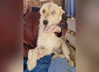 Mara, Schönheit mit zweifarbigem Blick