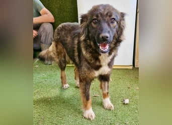 Sanfte Fenja sucht ihr Für immer Zuhause