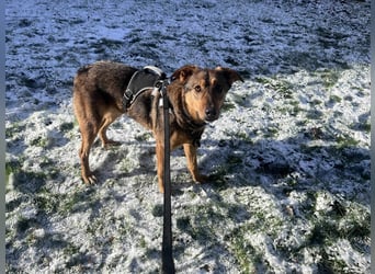 Sanfte Seele Jessy sucht ihr Für-immer-Zuhause