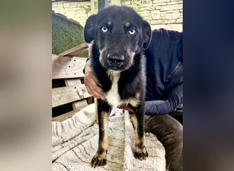 Bobby – junger Hundebub sucht liebevolle Menschen