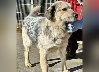 Schmusiger, verspielter Cisco