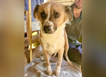 Romy, sanfte Schmusemaus sucht ihre Familie