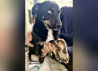 Bobby – junger Hundebub sucht liebevolle Menschen