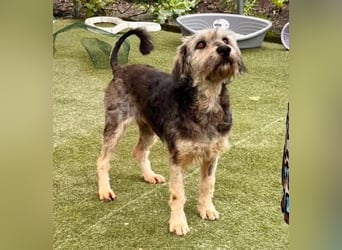 Candy – sanfte Schmusemaus sucht ihr Happy End