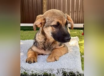 Sky – kleines Welpenmädchen sucht ihr Glück