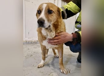 Sanfter Hundeopi Rex