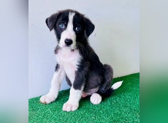 Kleiner Herzenshund Figo sucht seine Familie