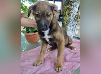 Mogli – kleines Wunder sucht seine Familie
