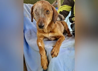 Tapfere Poppy sucht ihr Glück